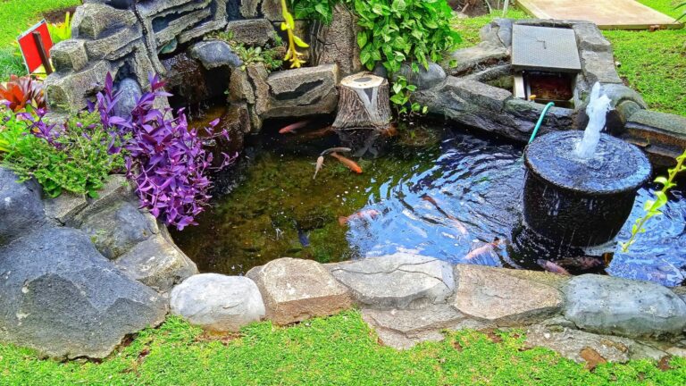 backyard pond
