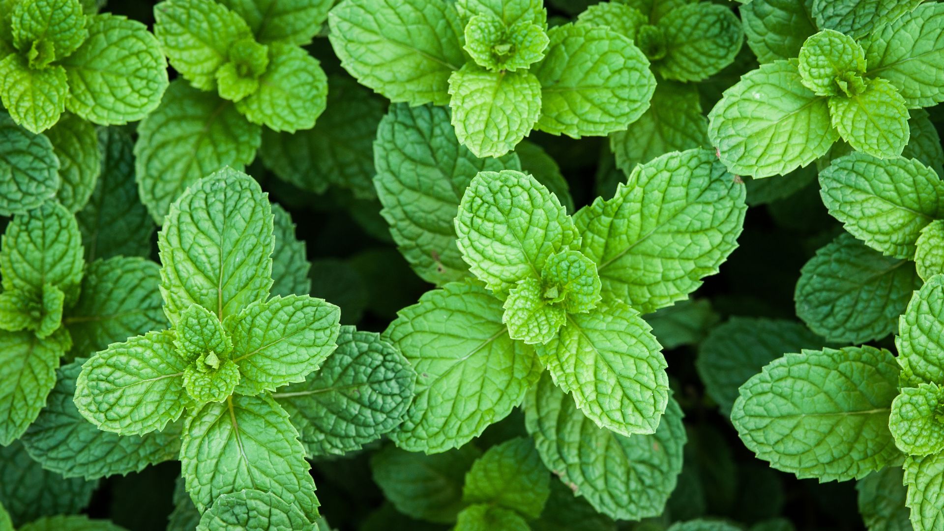 pepermint