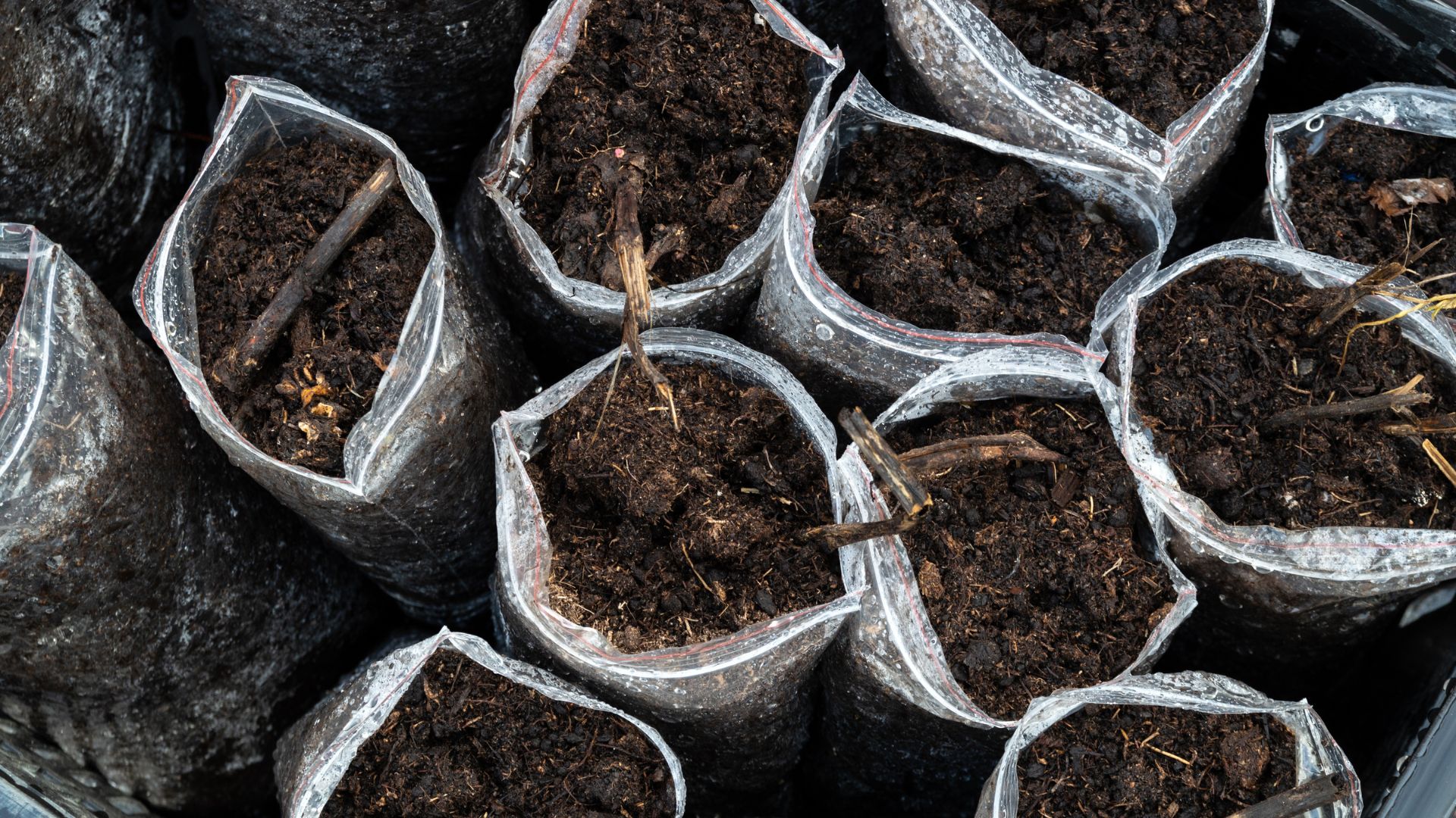 14 Soil Bag Techniques For Growing Sweet Potatoes (And 2 That Waste Your Time)