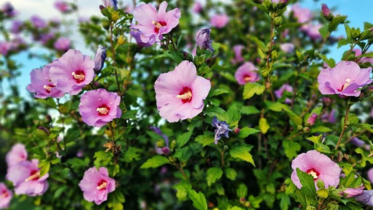 rose of sharon in bloom