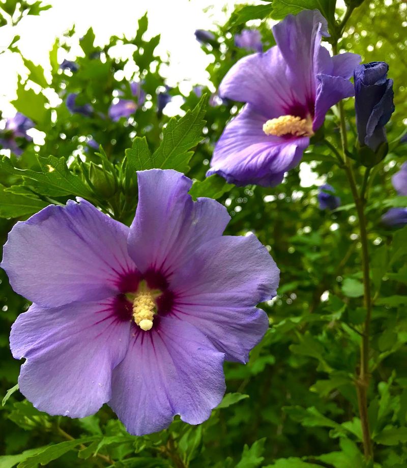 Blue Satin