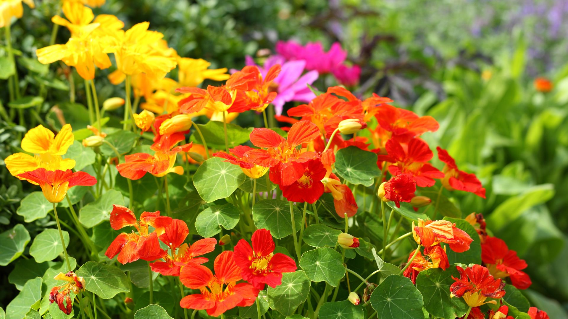 14 Summer Flowers That Pair Well With Vegetables (And 5 That Compete Too Much)