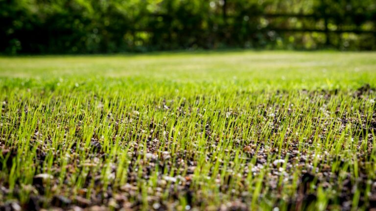 new grass growing from seed