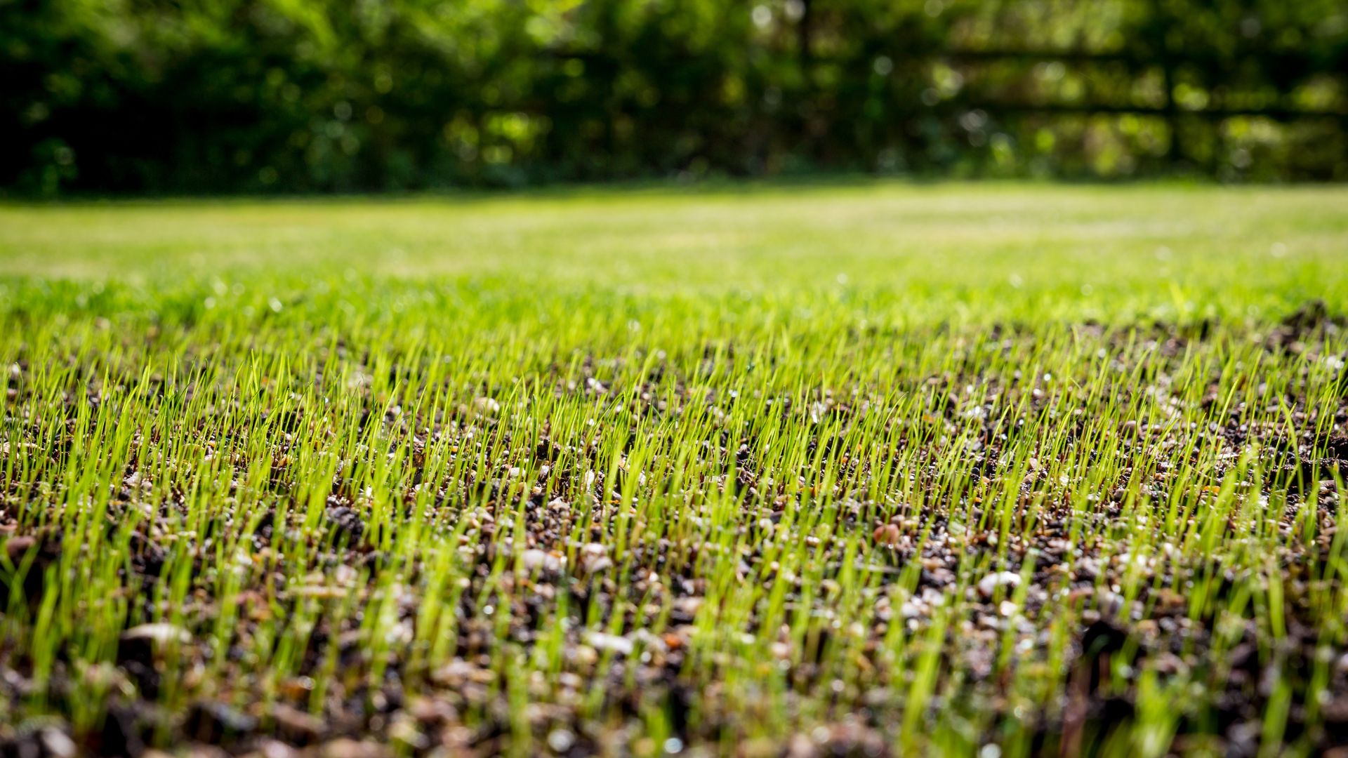 new grass growing from seed