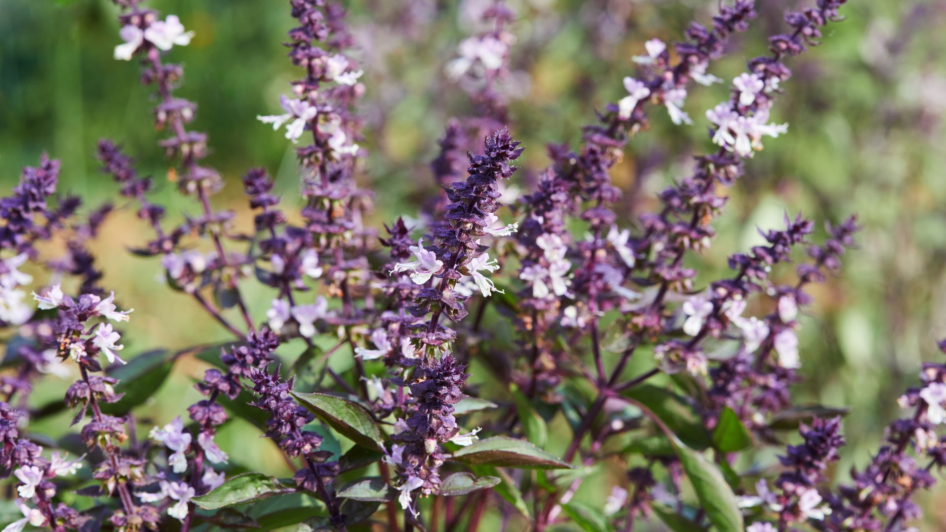 basil blooms