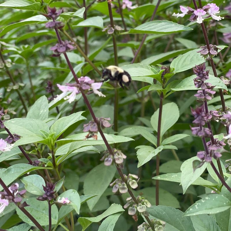 Pollinator Paradise