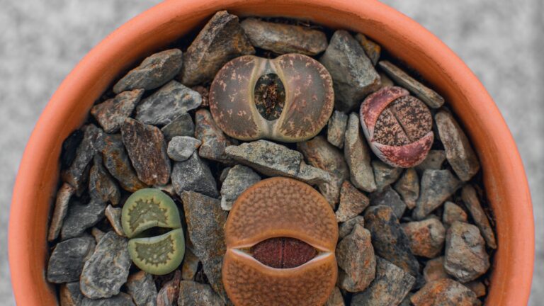 Lithops | Living Stones | Succulents