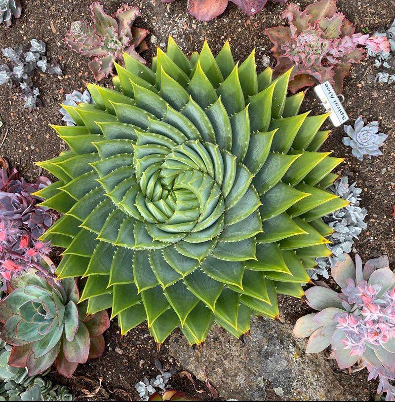 1. Spiral Aloe