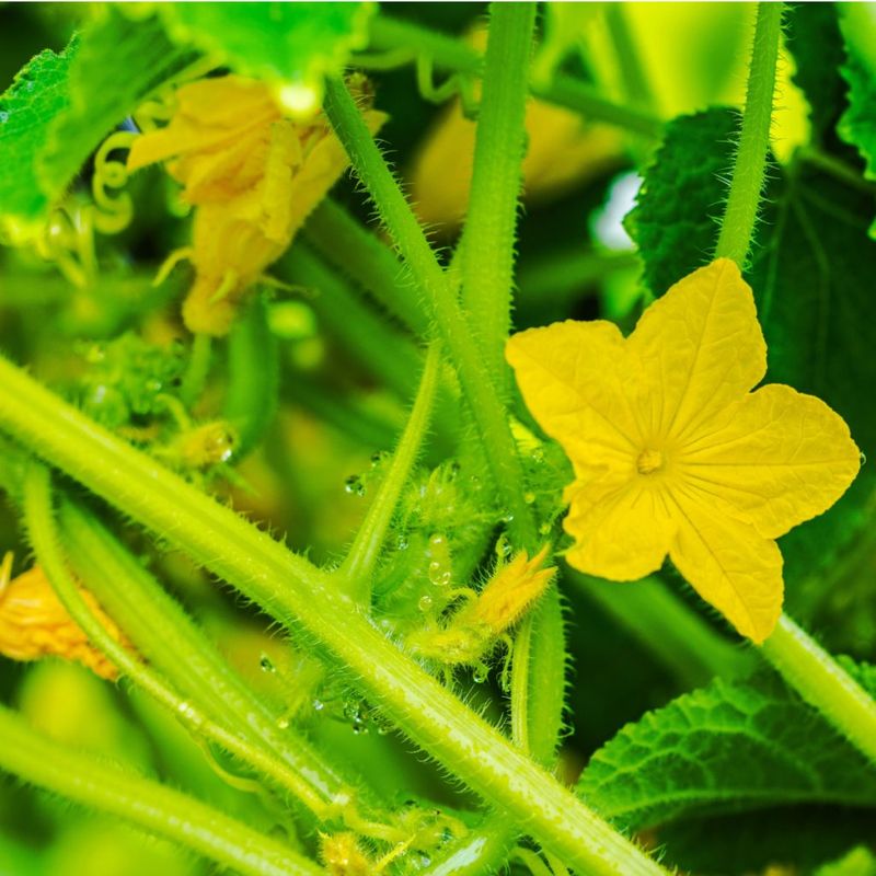 Too Much Nitrogen Makes All Leaves, No Fruits