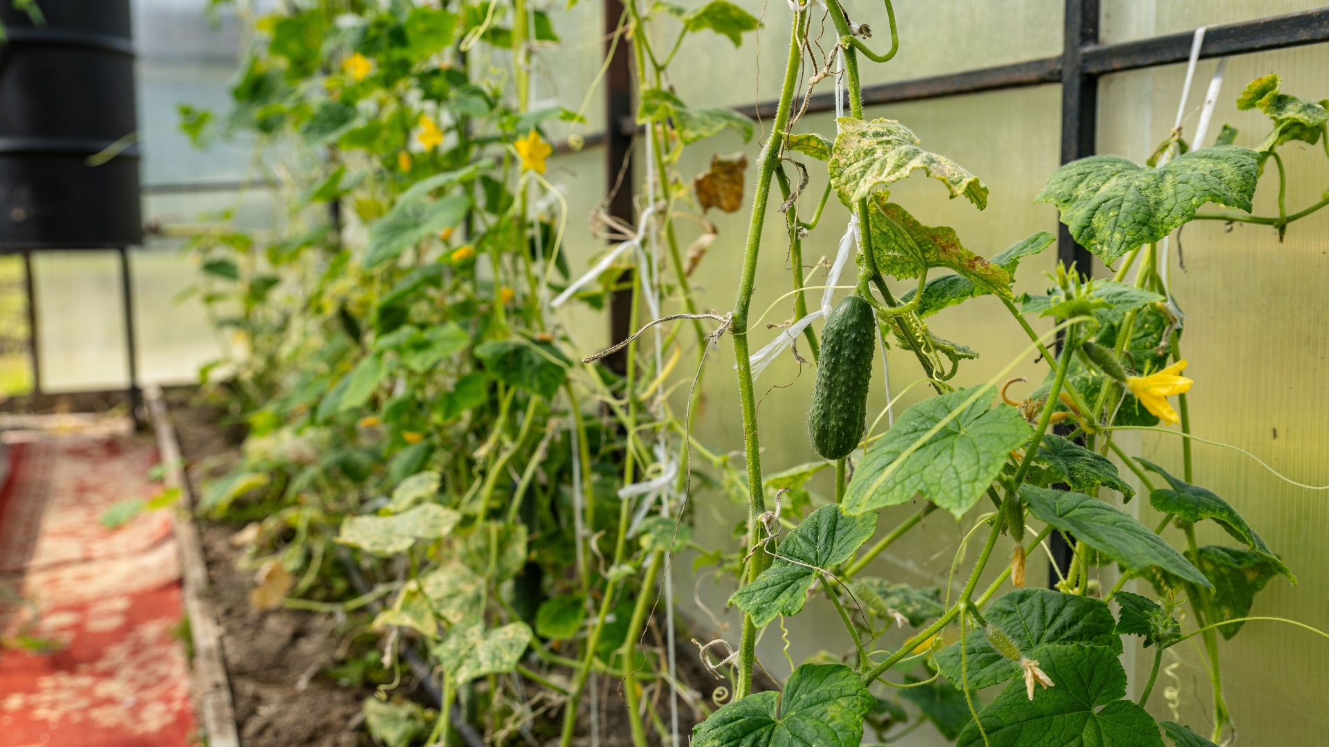 14 Ways Fertilizer Can Ruin Your Cucumber Harvest – Here’s How To Rescue Your Garden