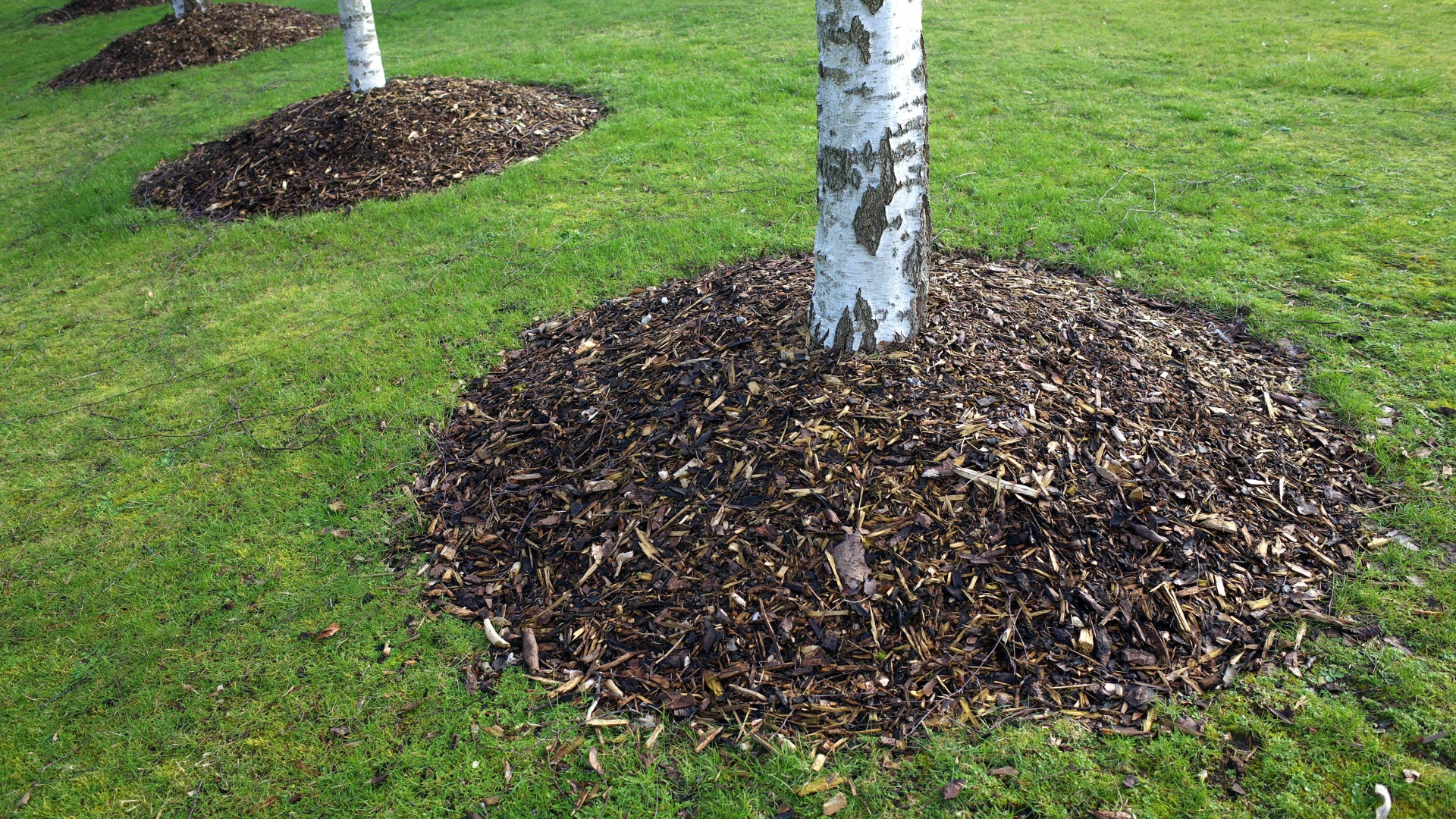 volcano mulching around trees