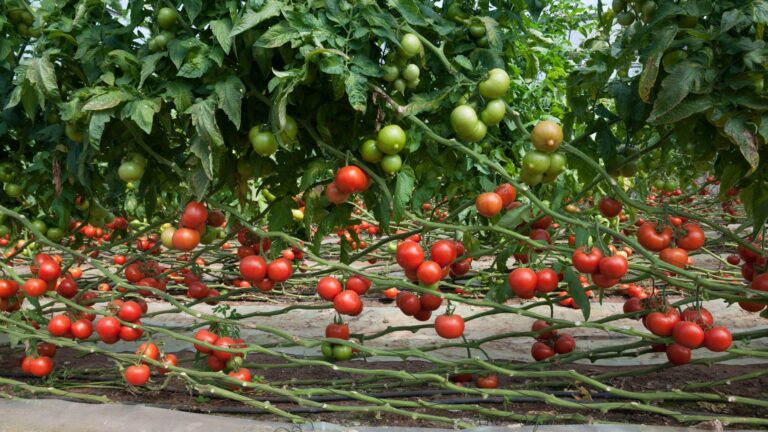tomatoes in garden
