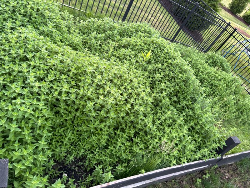 15. Invasive Tendency