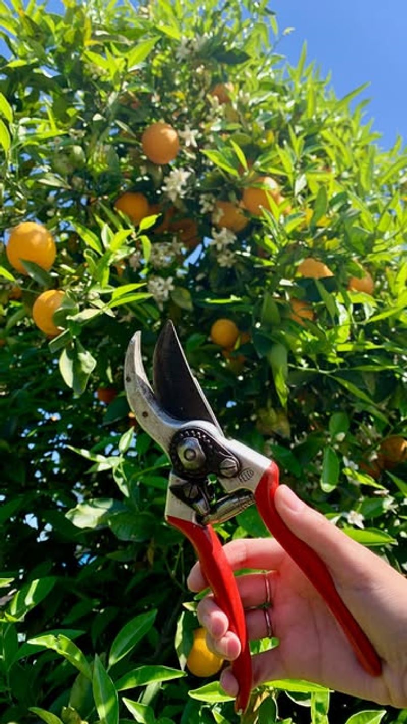 15. Maintain Pruning Throughout The Year
