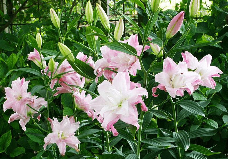 15. Prevents Ethylene Damage To Nearby Blooms