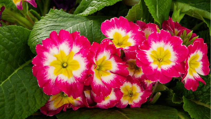 15. Primroses: Spring Beauties That Fade Fast