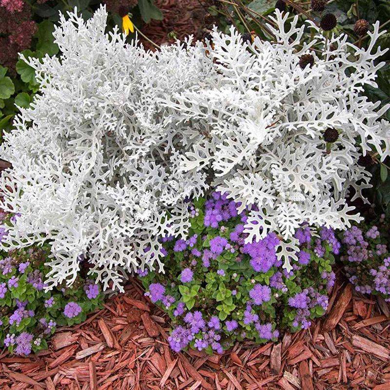 15. Silvery White: Dusty Miller And Lamb's Ear