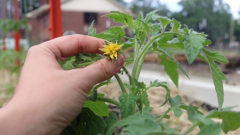15. Selective Flower Cluster Pruning
