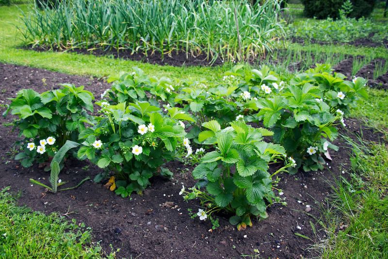15. Berry And Vegetable Intercropping