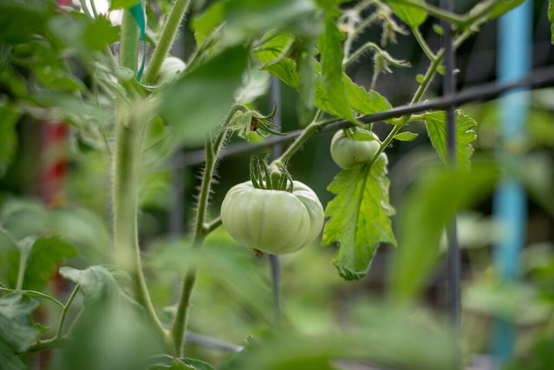 15. Plant Age And Timing