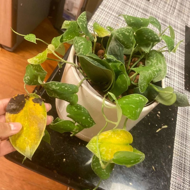 15. Slow Recovery After Watering