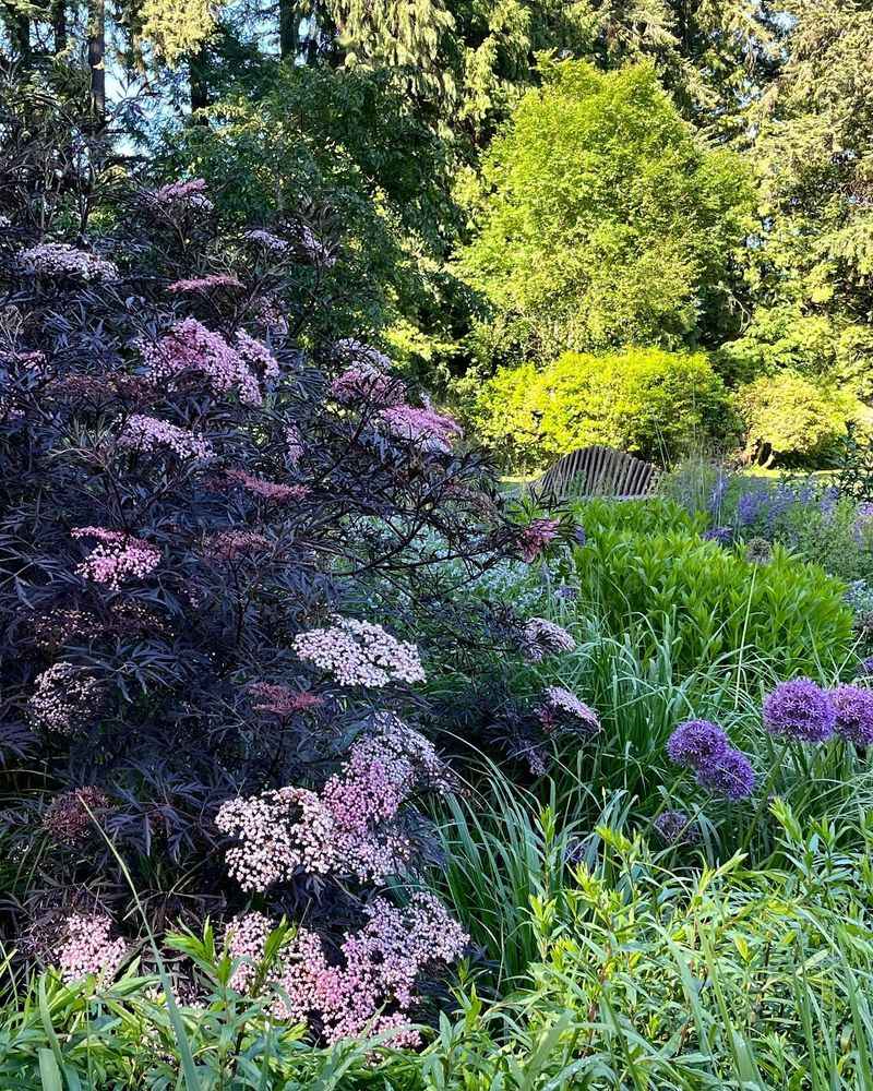 15. Elderberry
