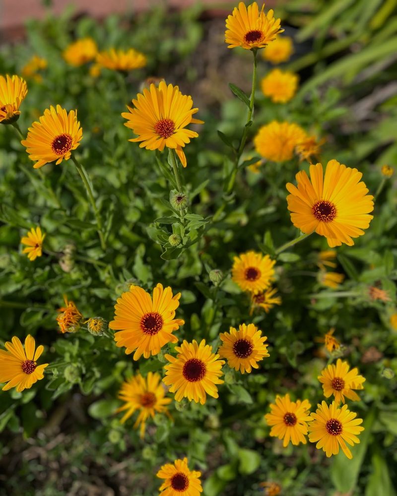 15. Calendula