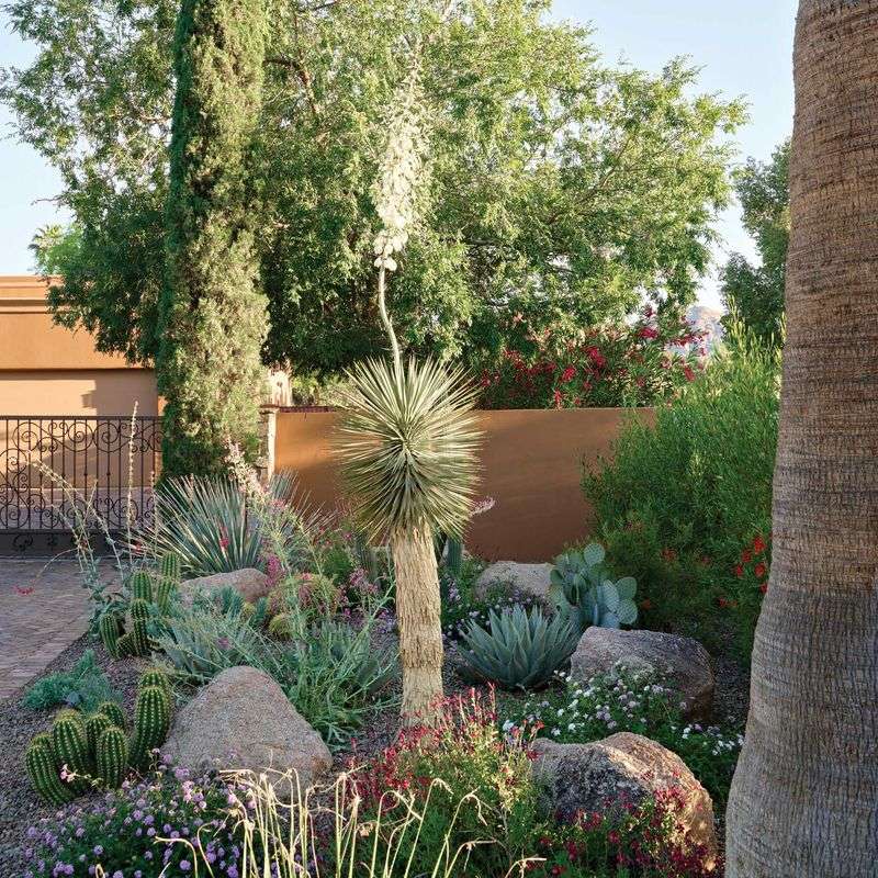 15. Yucca