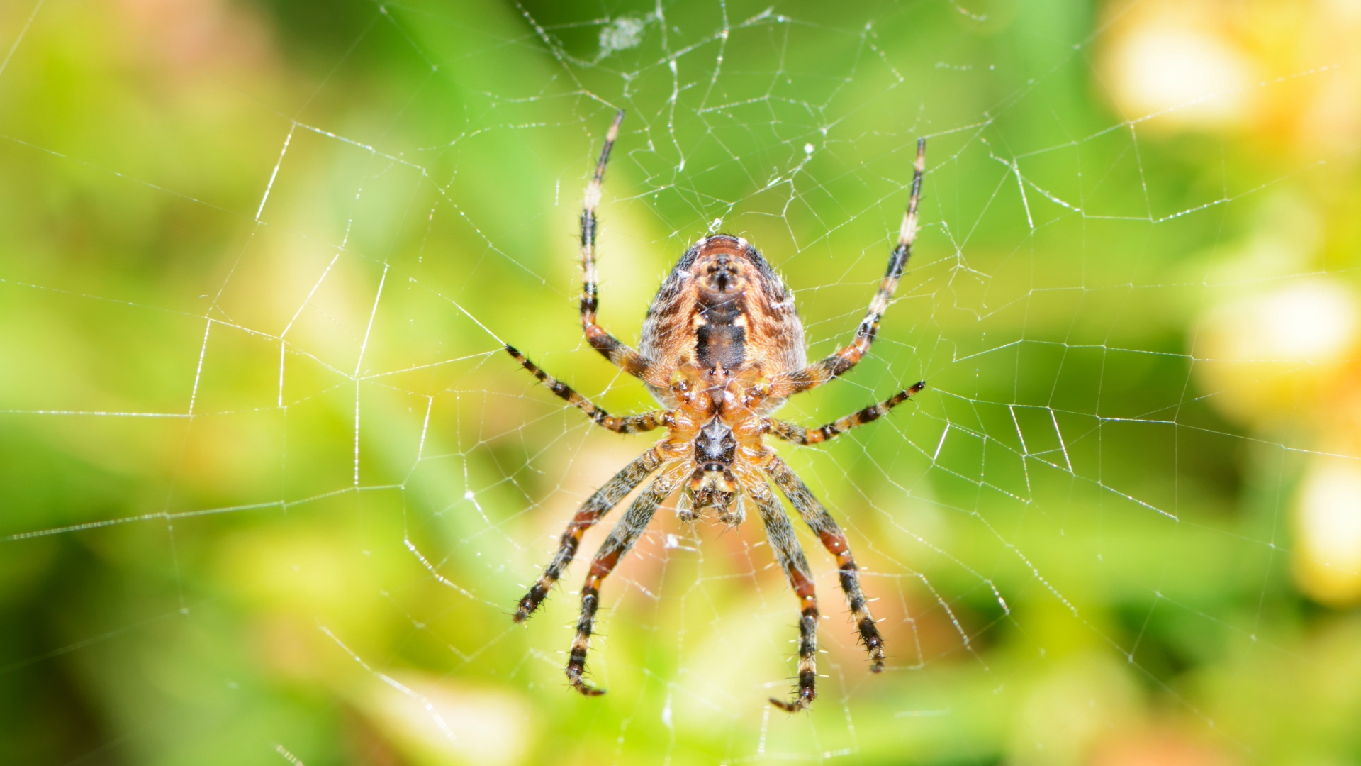 15 Amazing Garden Spider Facts That Might Change Your Mind (And How They Help Your Garden)