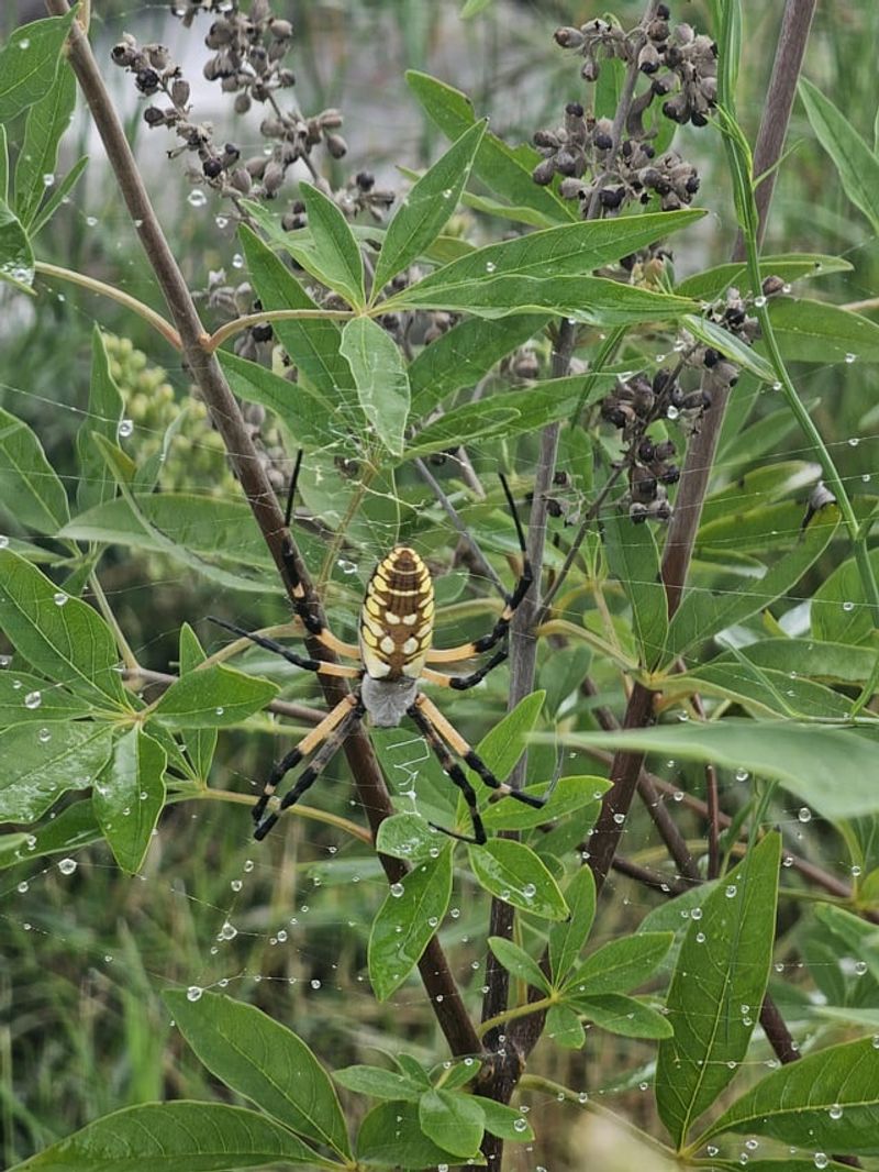 Natural Pest Controllers