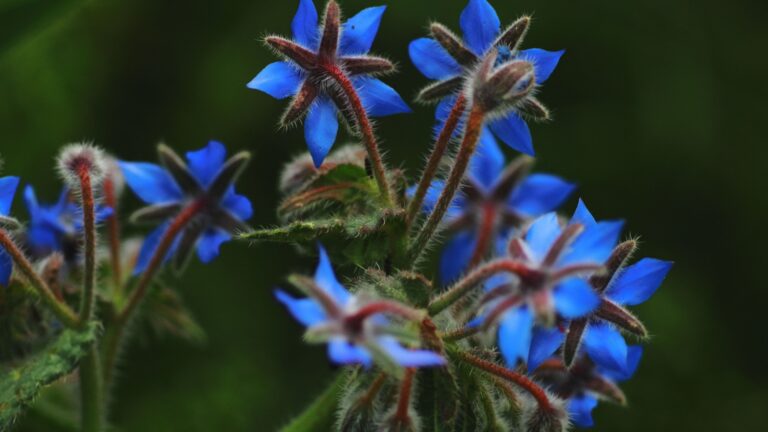 borage flowers
