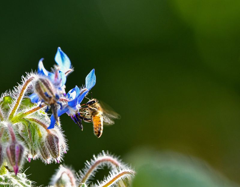 Attracts Vital Pollinators