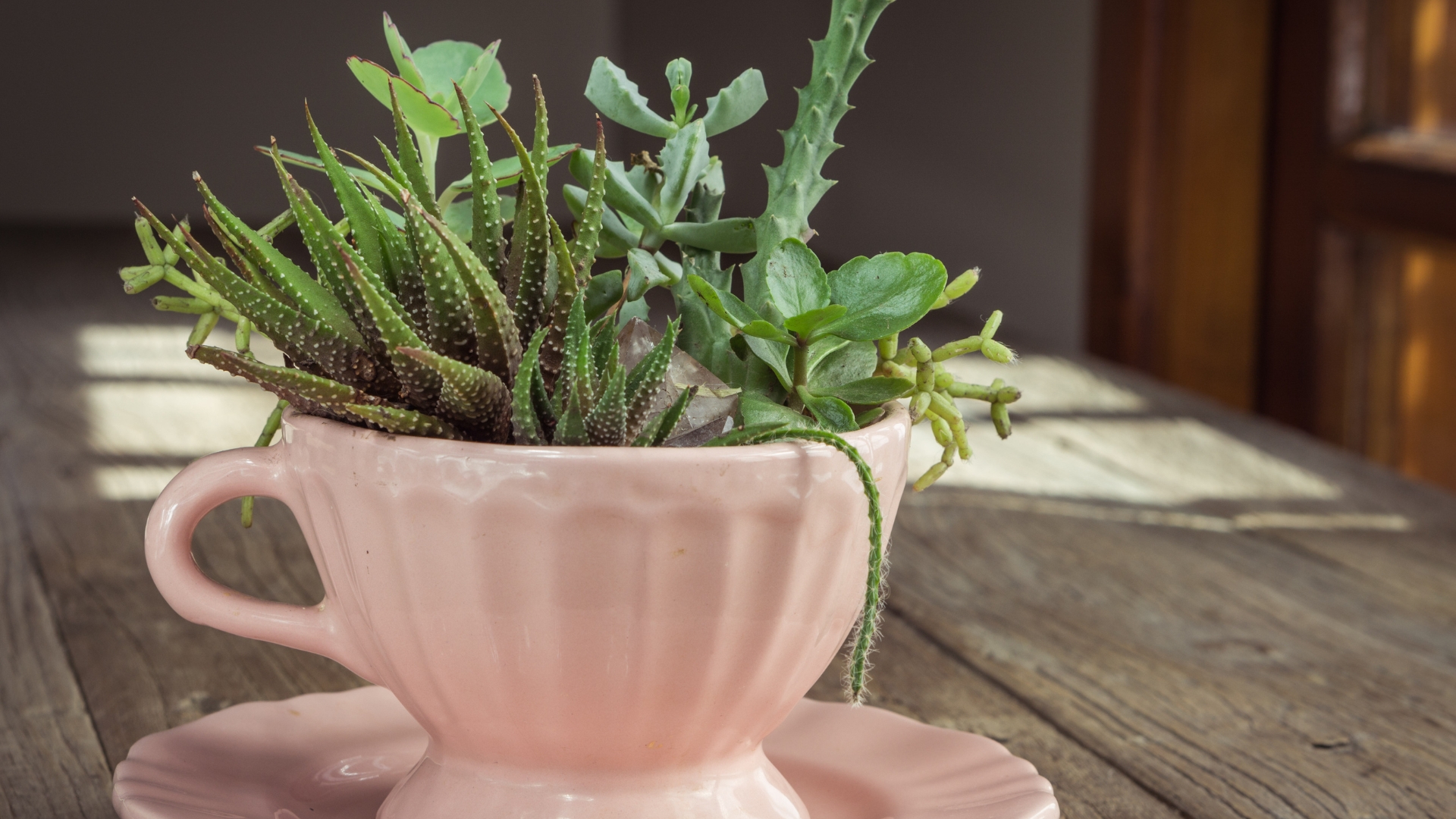 Succulents