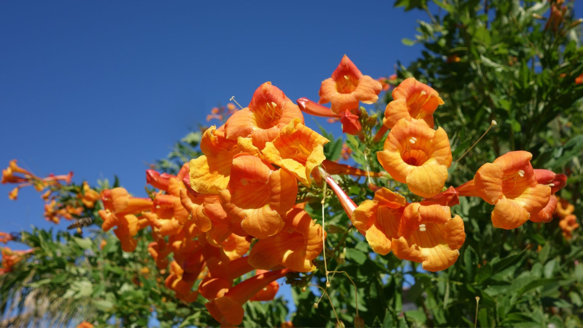15 Cape Honeysuckle Varieties You Can Grow In Containers