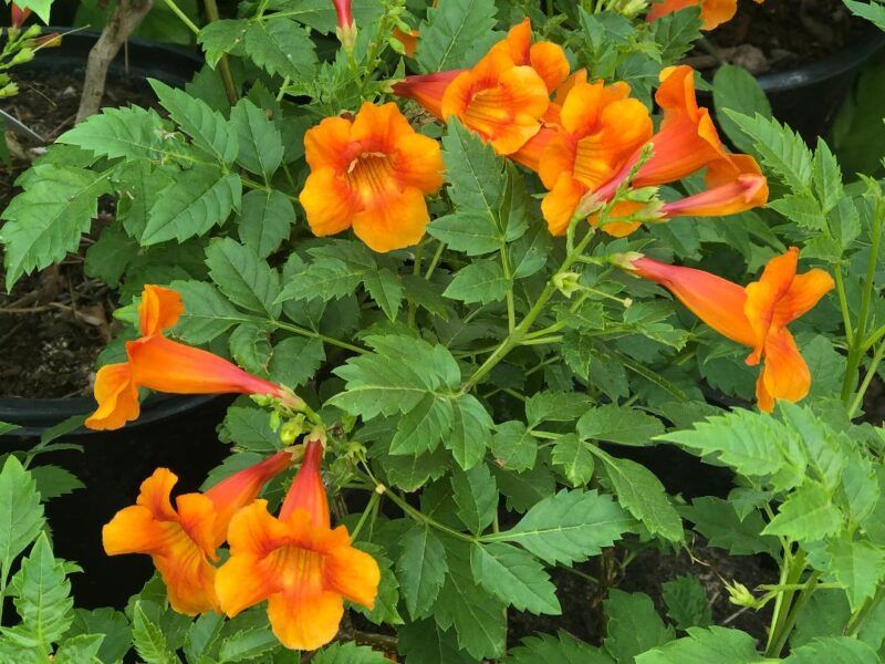Tecoma Capensis 'Orange Jubilee'