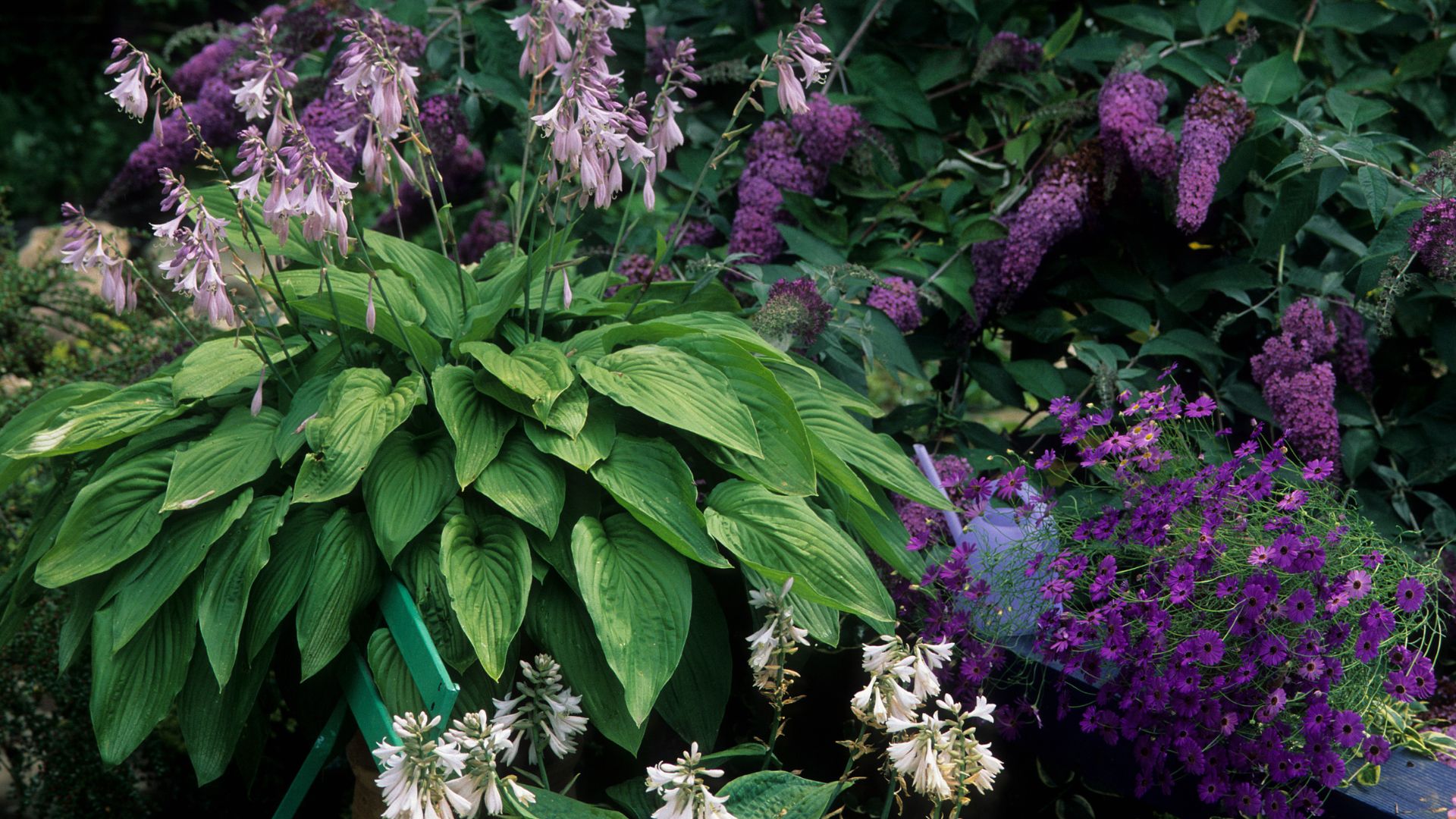 15 Clever Plant Placements That Fix Tricky Backyard Problems (Without Costly Landscaping)