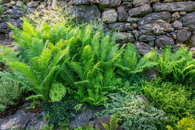 Swampy Corner Solution: Moisture-Loving Ferns