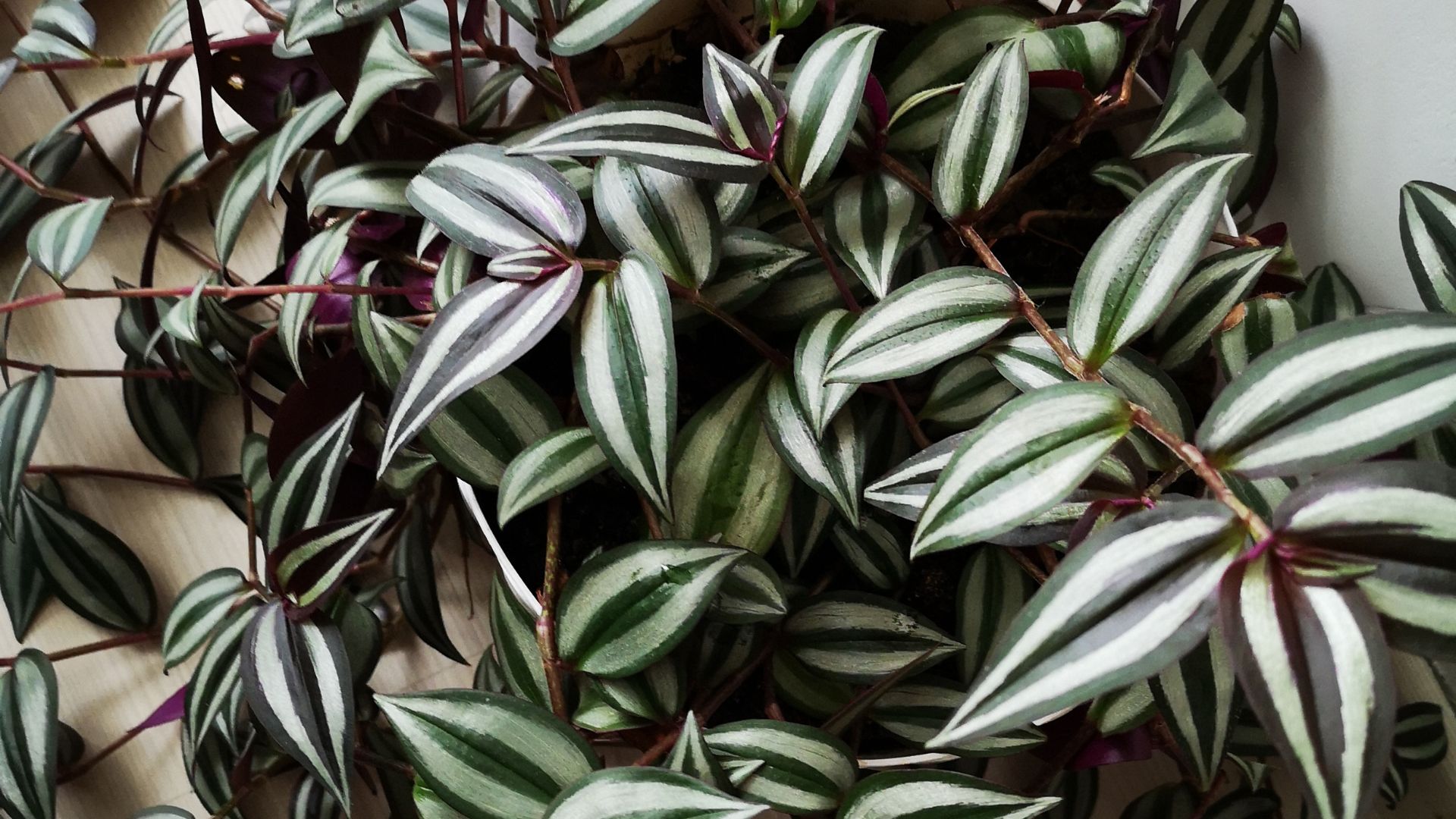 inch plant