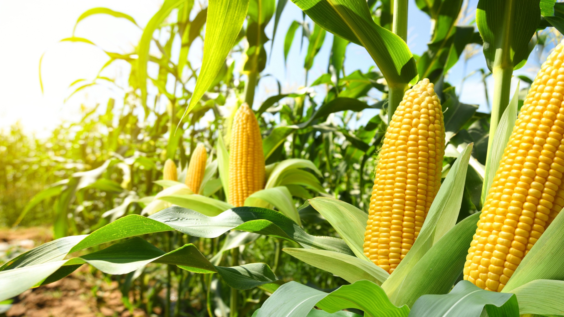 corn plant