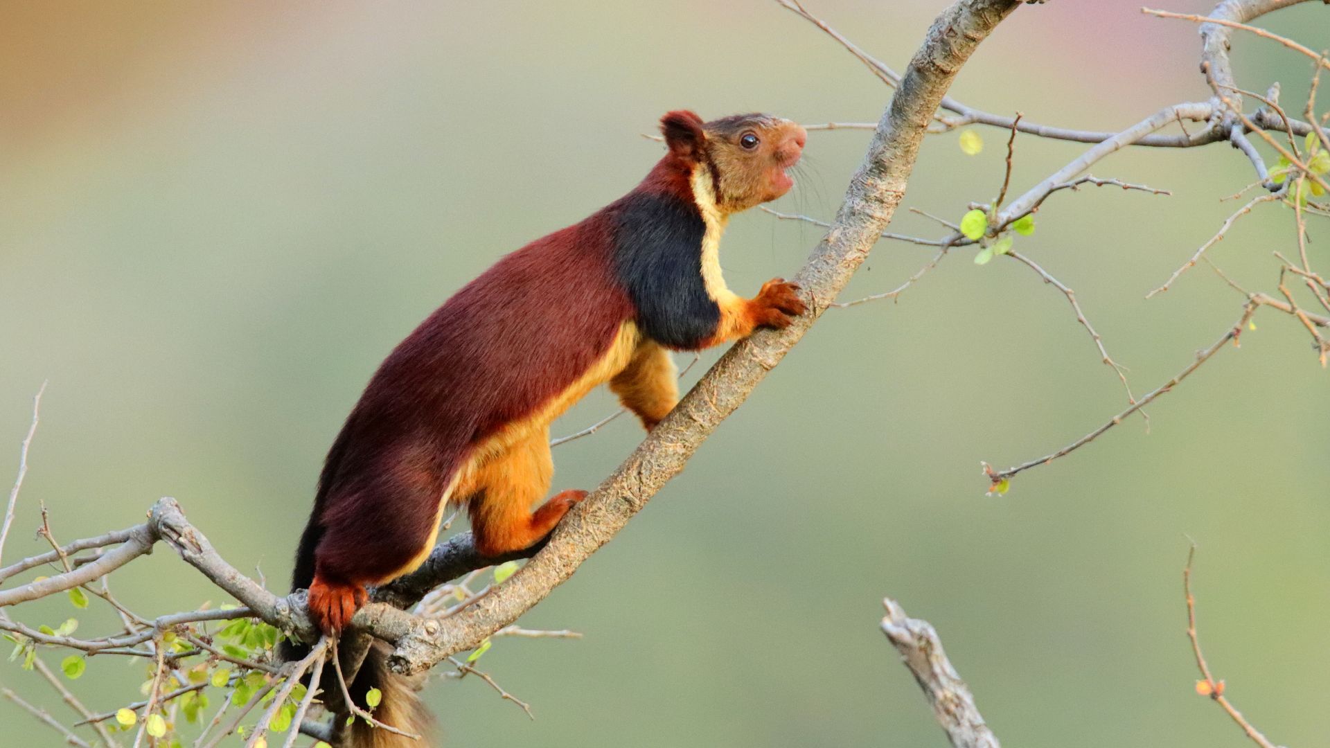 15 Countries With The Strangest Animals You’ve Never Heard Of (And How They Compare To Garden Pests At Home)