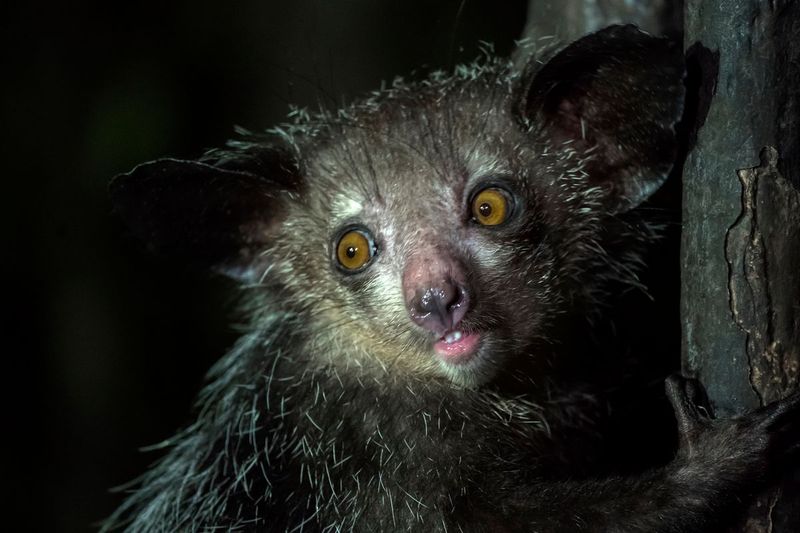 Madagascar's Aye-Aye: The Finger-Tapping Night Hunter