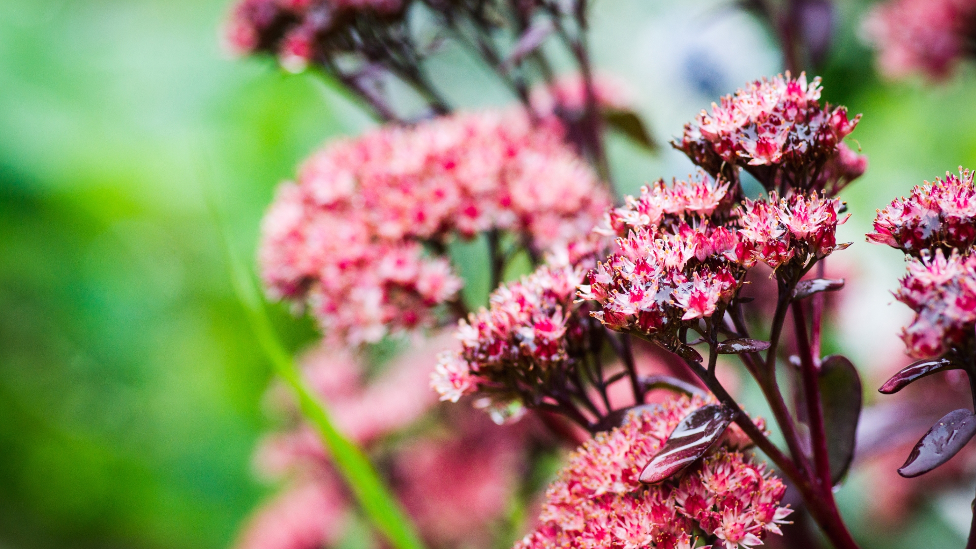 sedum flower