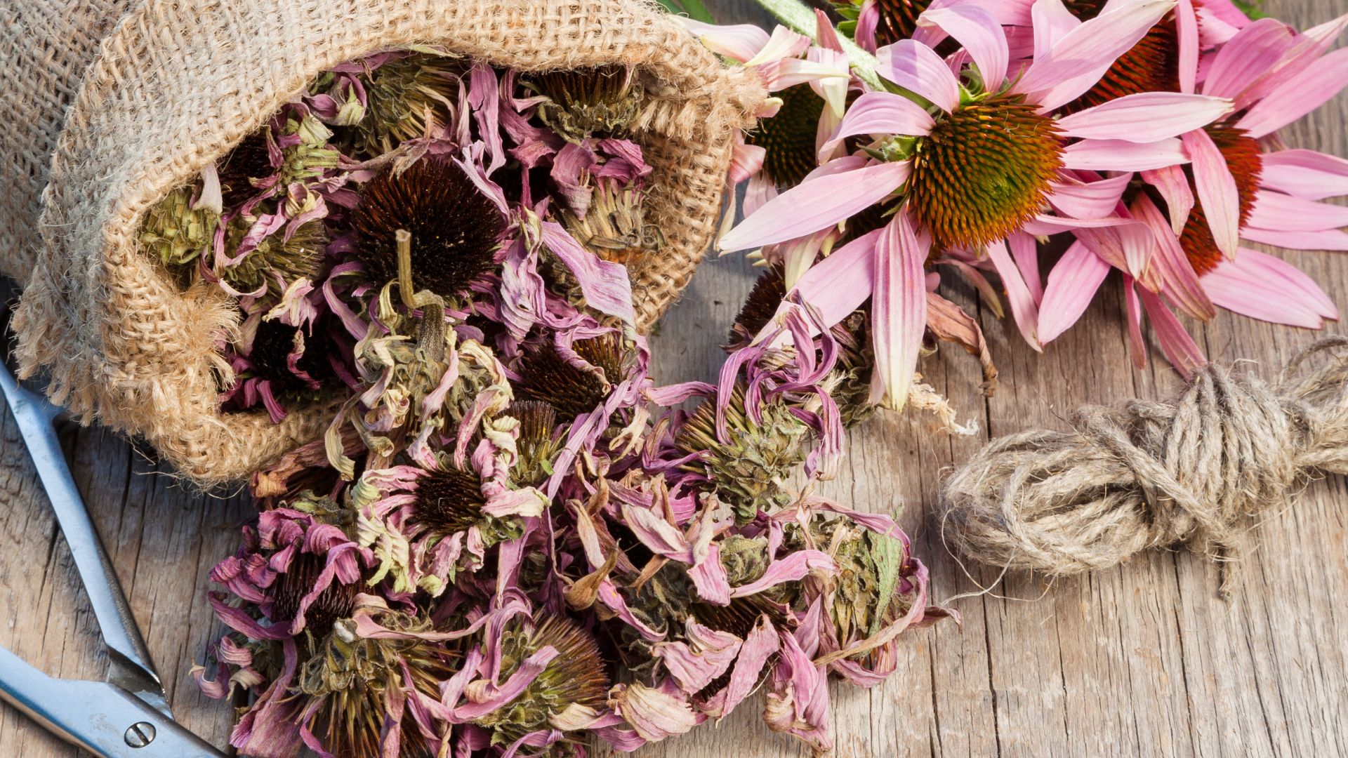 15 Easy Steps To Collect Seeds From Coneflowers (And When To Do It For Best Results)