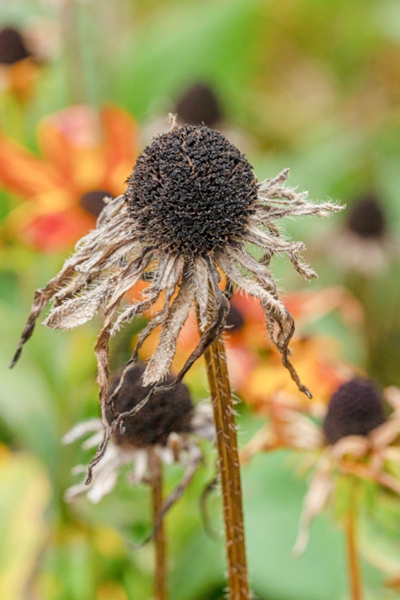 Watch For Seed Head Development