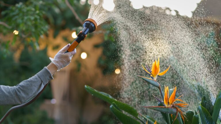 gardener waters bird of paradise plant in summer
