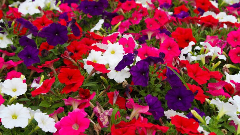 Petunias