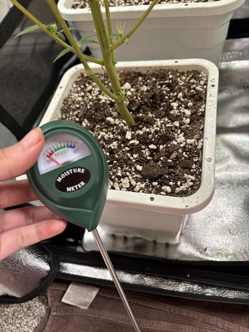 Check Watering Habits