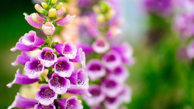 foxglove flower