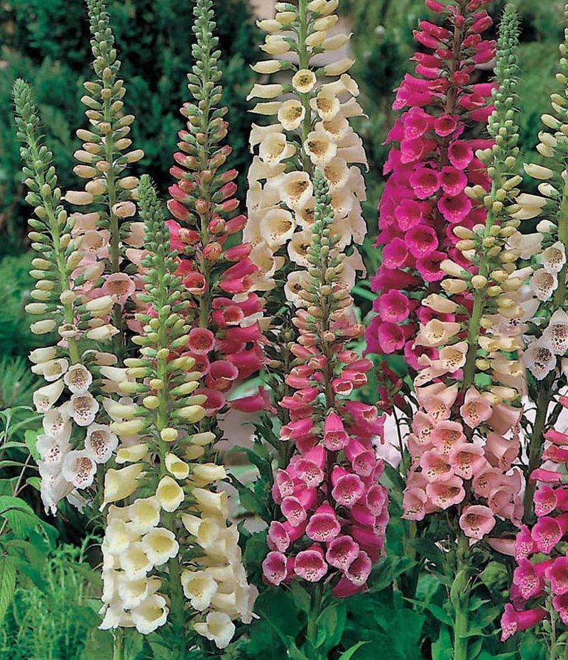 Foxglove (Digitalis purpurea)