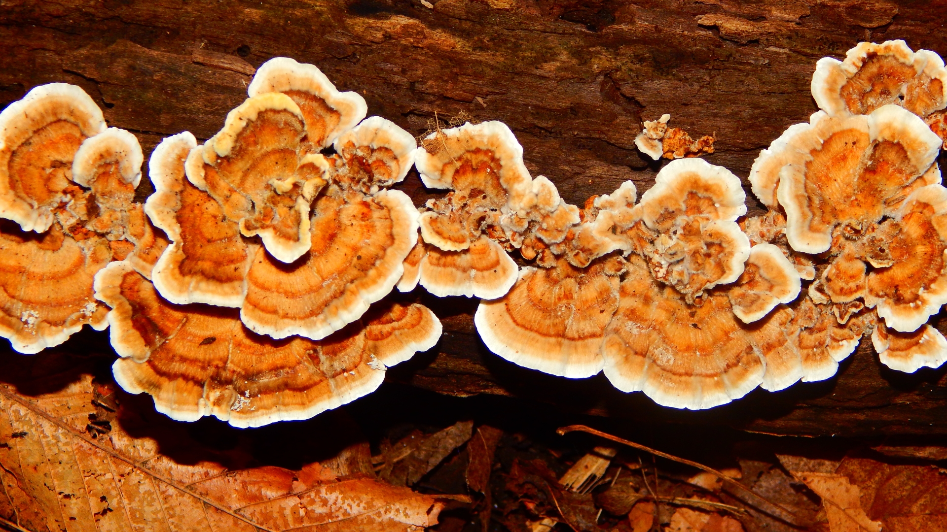 15 Essential Steps For Starting A Mushroom Log (Plus Advice For First-Timers)